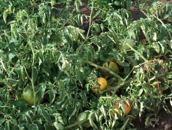  Para evitar las enfermedades de los tomates, los arbustos de tomate de Torbay necesitan procesar fungicidas a tiempo.