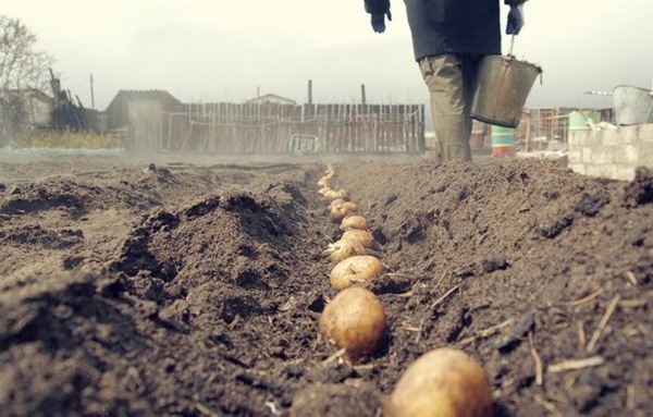  Φύτευση πατάτας στην περιοχή του Λένινγκραντ