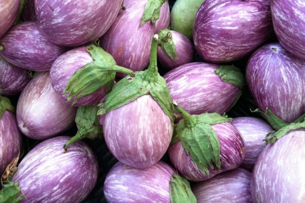  L'aubergine est une baie riche en vitamines et minéraux et appartient à la famille des solanacées.