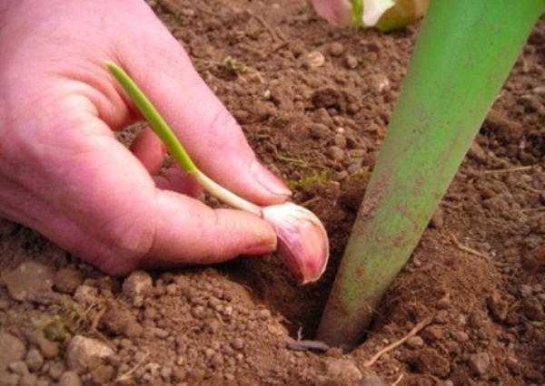  En Sibérie, l'ail de printemps commence à être planté le plus tôt possible, à partir de fin avril.