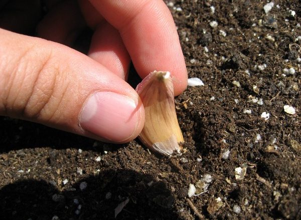  Planter de l'ail de printemps en Sibérie