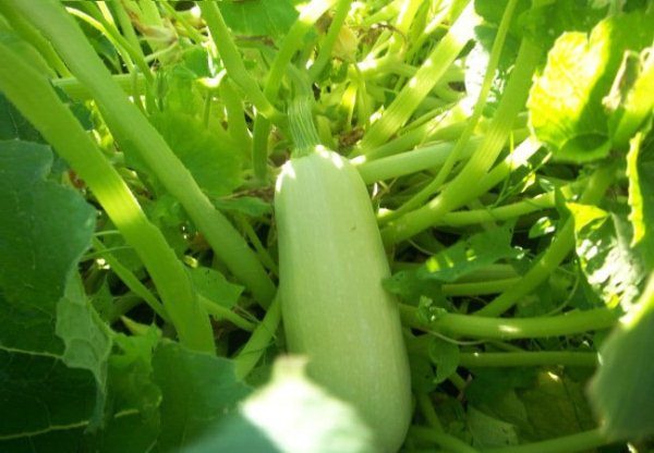  Zucchini Belogor