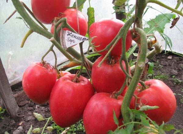  Variedades de tomate Konigsberg