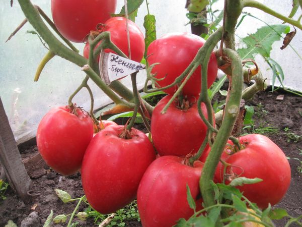  Сортове домати Konigsberg