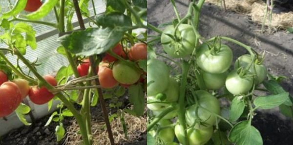  Tomatduken är lämplig för odling både i växthus och i det öppna fältet