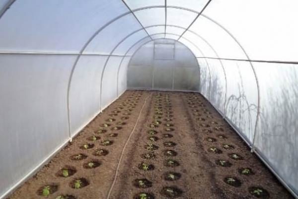  Plants de concombre plantés dans le sol