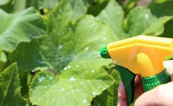  La préparation foliaire des concombres joue un rôle important dans la formation des fruits