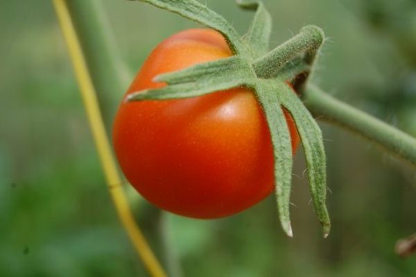  Untuk mendapatkan tuaian yang baik, semak tomato Lazyka mesti menjadi anak tirinya