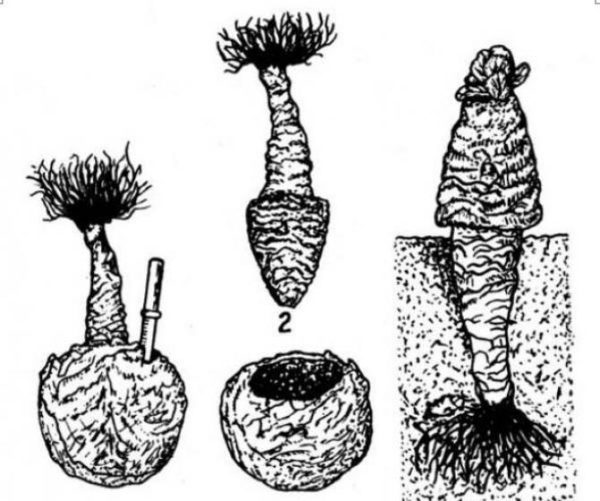  Préparation de la liqueur mère de chou pour la plantation