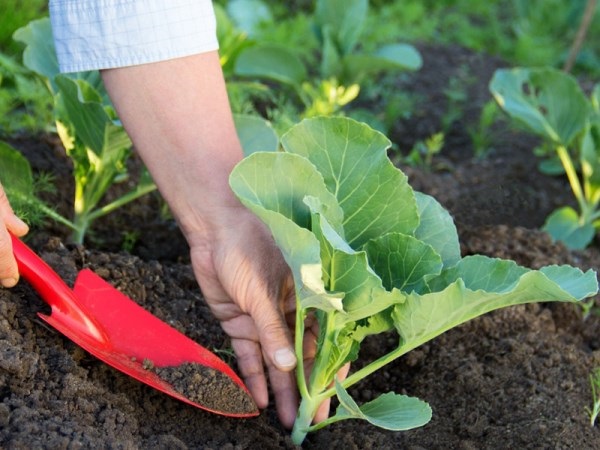  Soins de qualité après la plantation