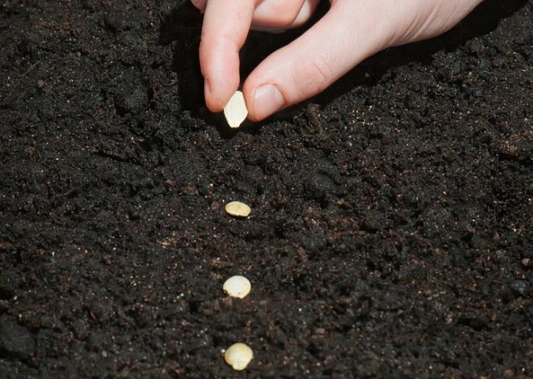  Les courgettes sont plantées de façon rassadny, les courgettes sont plantées de graines et elles n'ont pas besoin d'abri