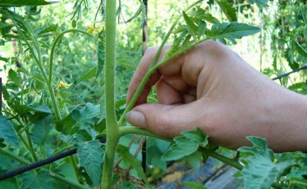  Pincer la tomate