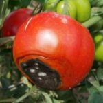  Симптомите на Tomato Vertex Rot