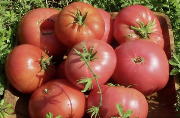  La tomate Pink Giant est bien stockée et résiste aux longs envois