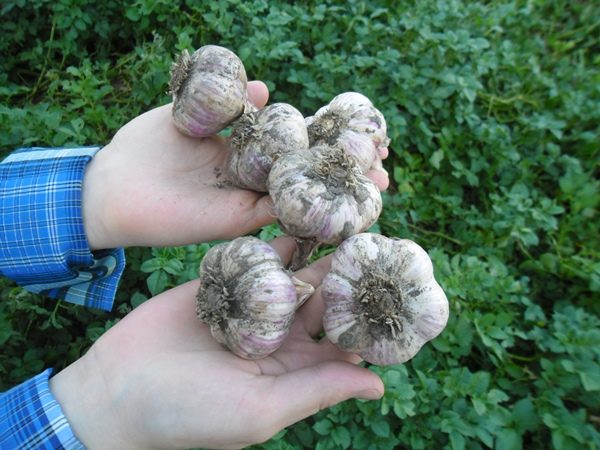  Ail de printemps - culture résistante au froid et au gel de retour n'a pas peur de lui