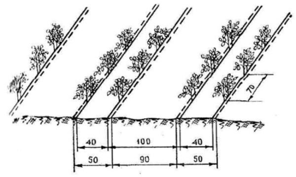  Schema metodo di cluster-tape di piantare pomodori