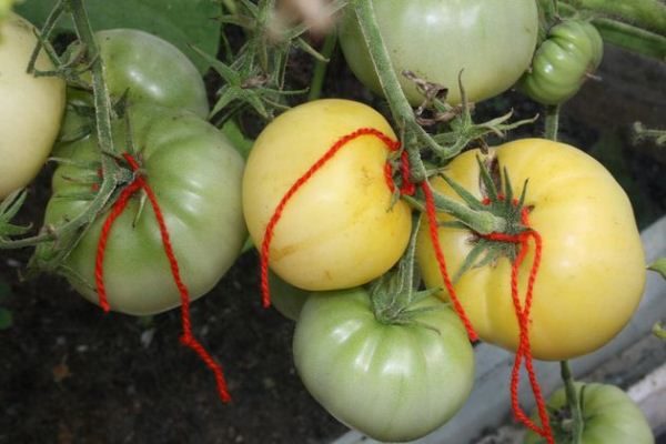  Los arbustos de la liga se requieren solo en el caso de una variedad de frutos de tomate