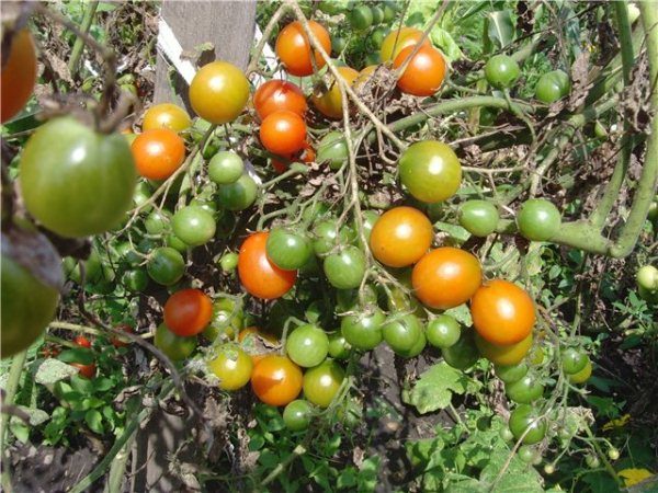  Grappe de tomates au miel