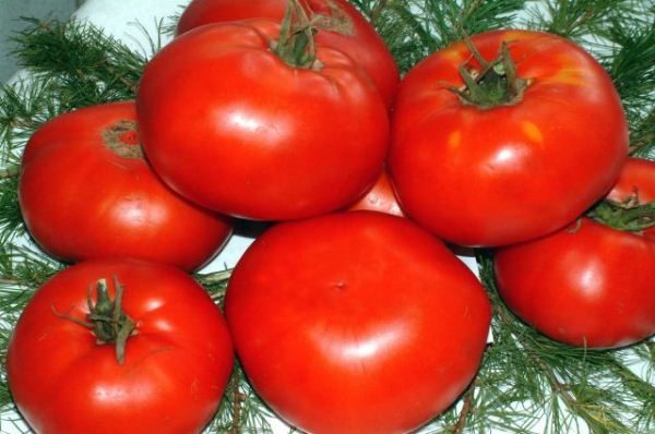  Kuban De Novidade De Tomate