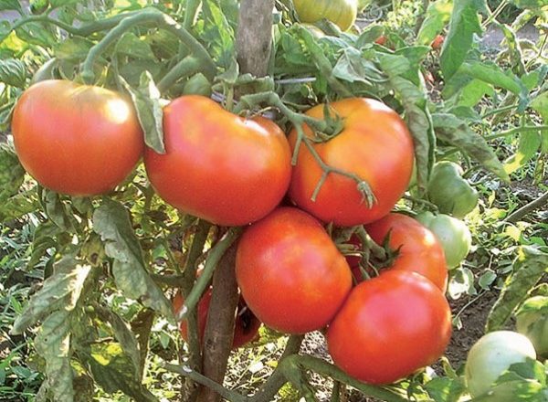  Tomato variety Riddle