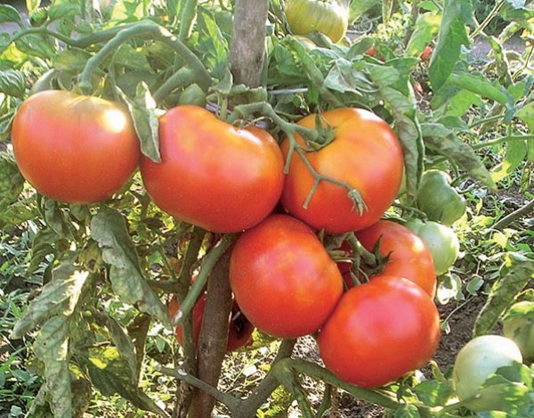  토마토 다양성 수수께끼