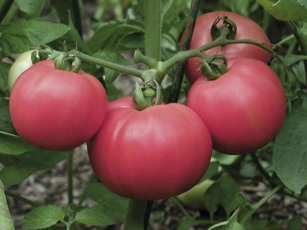 Grau de tomate rosa Torbay f1