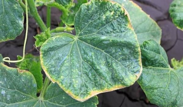  D'abord, les feuilles jaunissent sur le concombre.