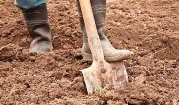  Préparation du sol pour la plantation