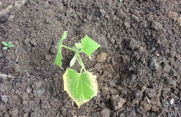  Feuilles jaunes et plants secs