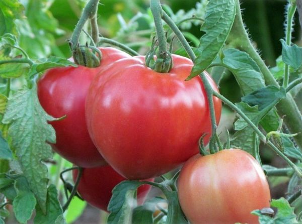  Variedad de tomates Abakansky Rosa