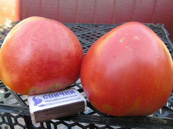  아바 칸 핑크의 열매의 평균 무게 - 200-300 그램