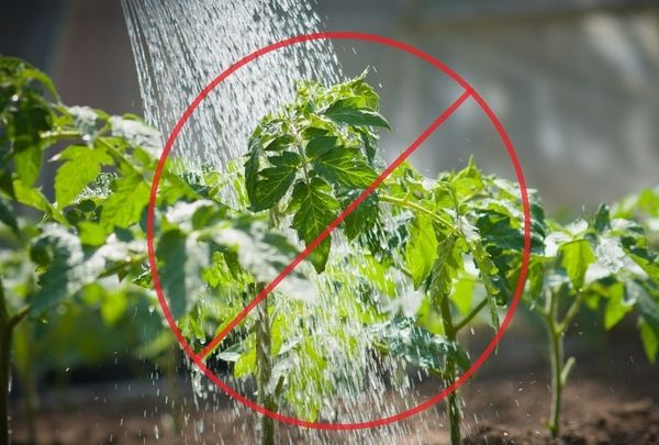  Όταν το πότισμα του νερού δεν πρέπει να πέσει στους μίσχους ή τα φύλλα