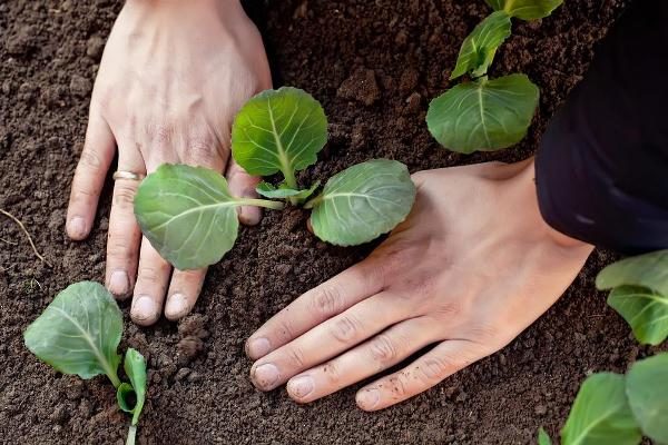  Le chou Valentina est planté en pleine terre après l'apparition de quatre feuilles principales sur les semis