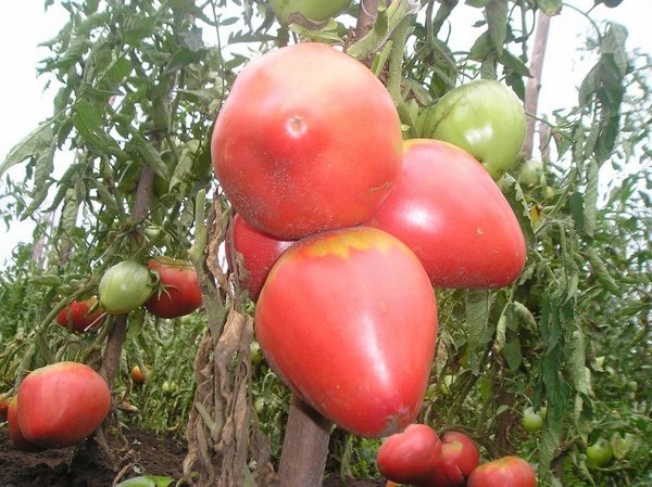  Pomodori varietà Alsou