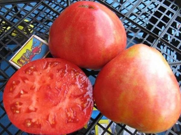  Das Gewicht der Früchte einer Sorte schwankt zwischen 250 und 900 Gramm