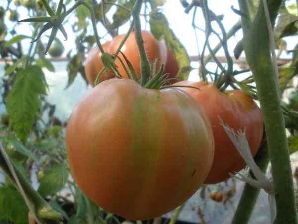  Harvest Alsou deve produrre a giugno