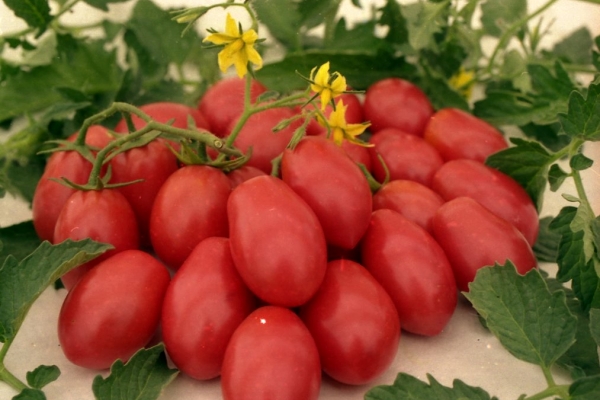  Caractéristiques et description des variétés de jardinier tomate persil