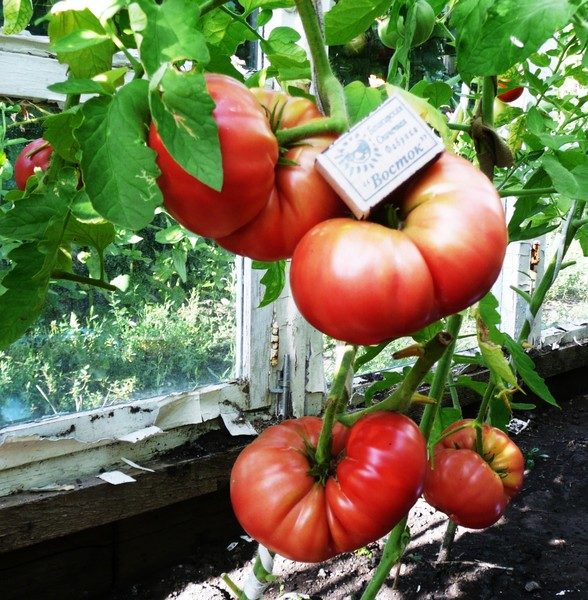  Variété de tomates à gros fruits Romarin