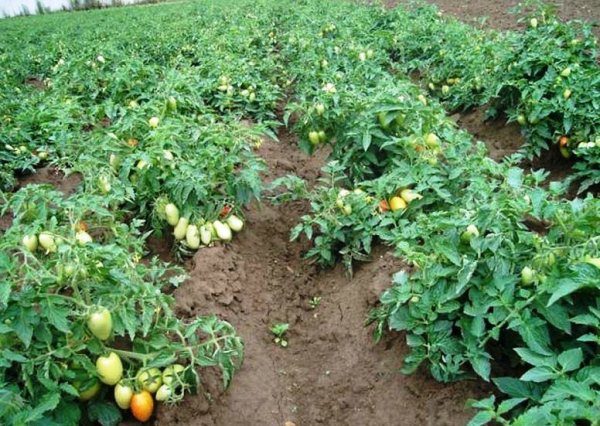  Khi trồng cà chua ở Lãnh thổ Krasnodar nên xem xét vị trí của trang web