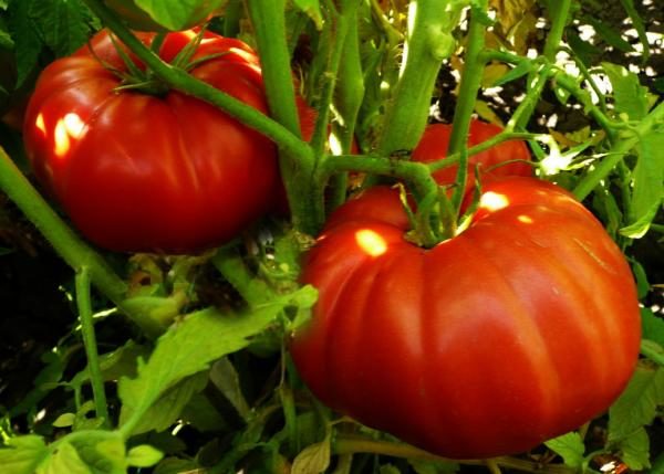 Pasar Miracle Tomato disyorkan untuk menanam di padang terbuka, jadi kawasan selatan Rusia sesuai untuk pelbagai ini