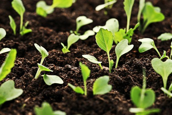  Les plants doivent rester au soleil le plus longtemps possible.