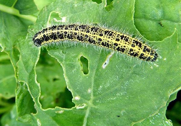  Chou biélorusse susceptible d'être endommagé par les chenilles