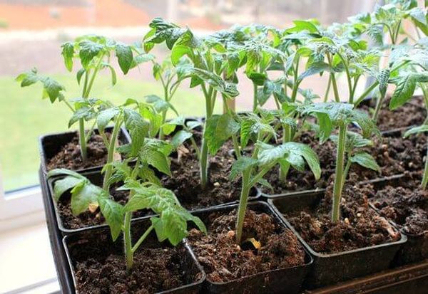  Para plantar tomate Betta en el suelo es adecuado para plántulas de 30 días