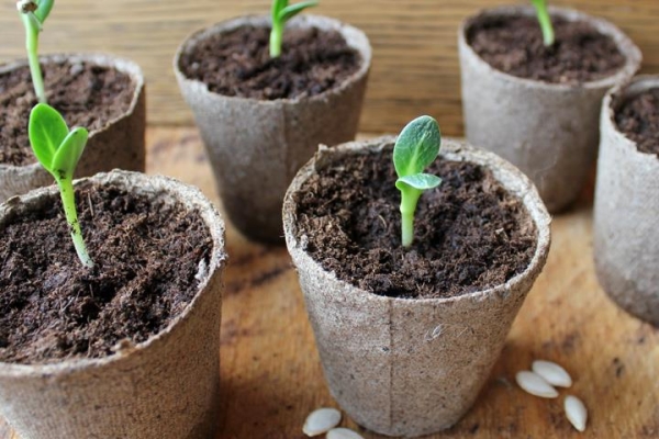  Dans la méthode de culture des semis, le sol doit être prélevé dans le lit où les jeunes plants seront plantés plus tard.