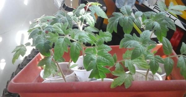  För att öka utbytet av tomatplanter måste Big Mommy härdas före plantering i marken