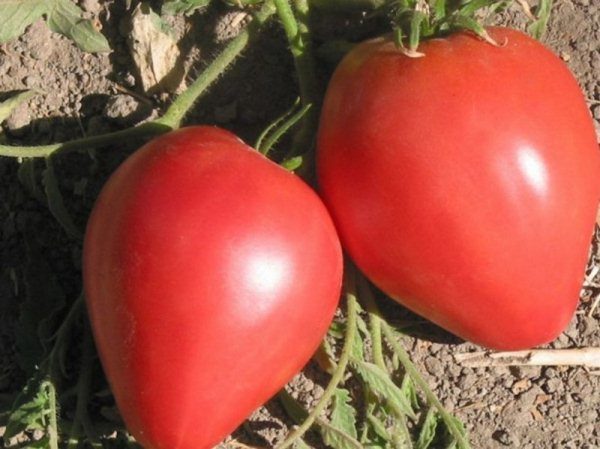  Variedade determinantal de tomate Big Mommy