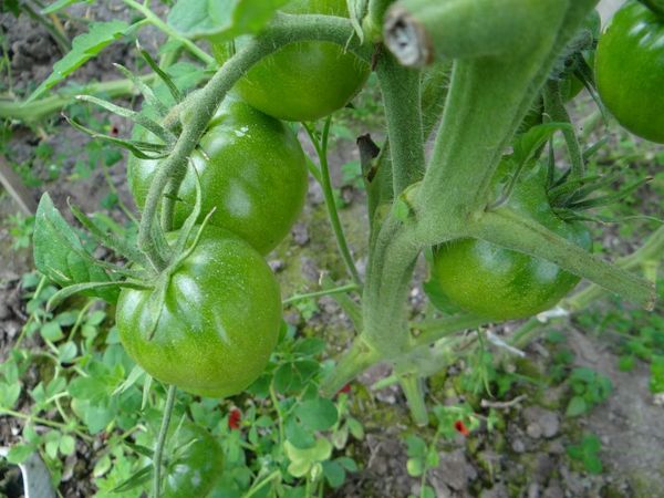  До пълен матуритет черните домати имат същия цвят като обикновените домати.