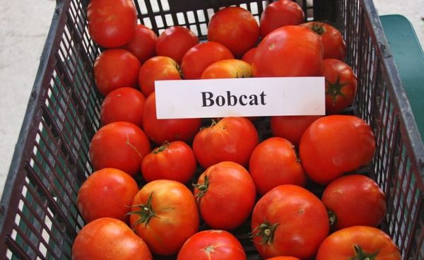  Tomato Bobcat F1