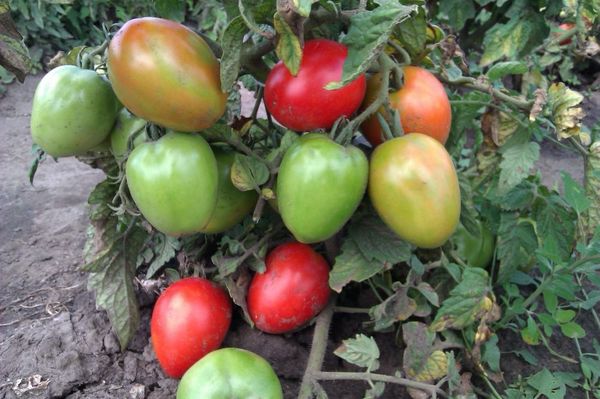  Variety Tomato Fighter