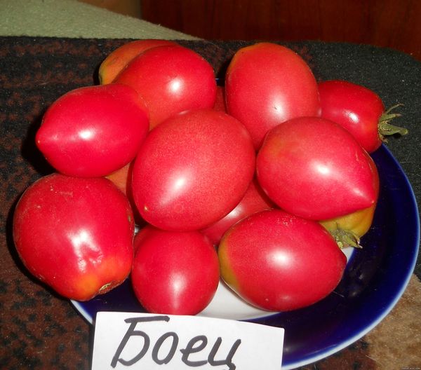  Variety tomato The fighter has fruits weighing 80-180 grams